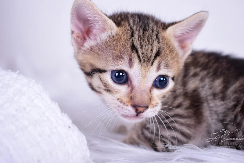 From The Origninal Founder of the Savannah Cat Breed is A1Savannahs F3 Savannah Female Kitten Taytum