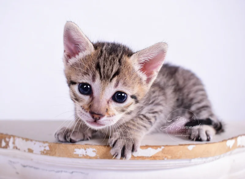 F3 Savannah Kitten Female Taytum is from A1Savannahs 
