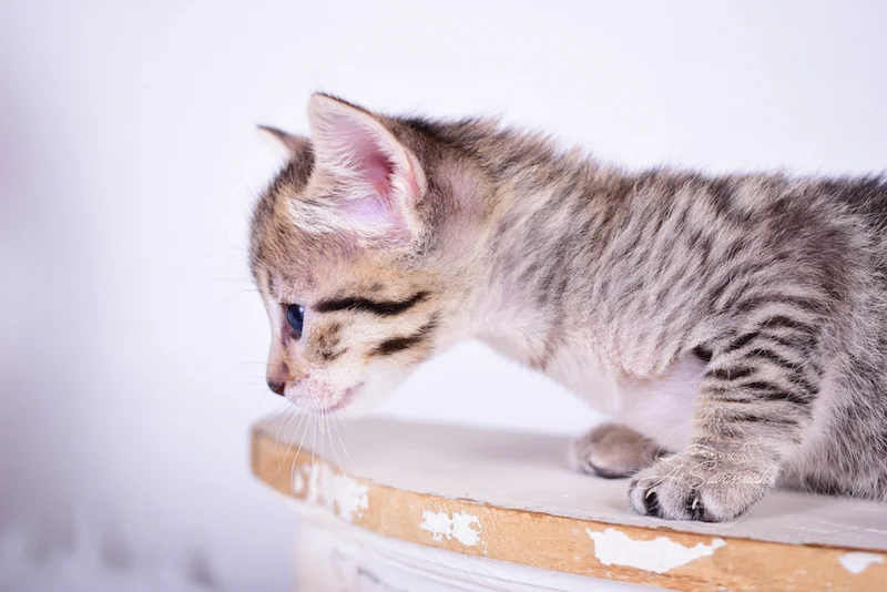 Showing off her remarkable facial markings is F3 Female Savannah Kitten Taytum from A1Savannahs 