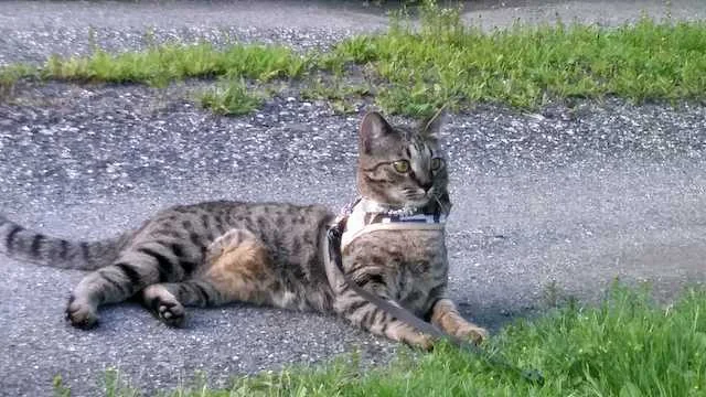 SBT Ramey relaxing out on a path