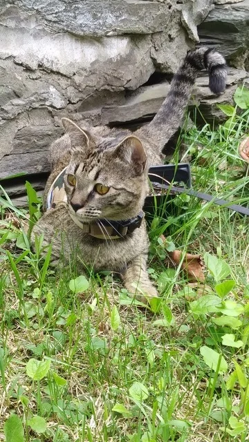 SBT Ramey loves walks outside