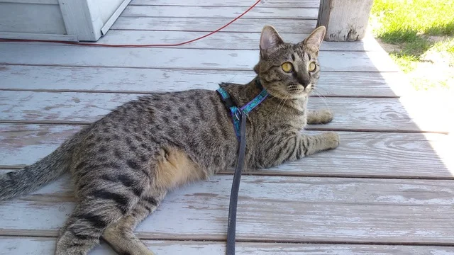 A1Savannahs SBT Ramey is enjoying sometime out on the porch
