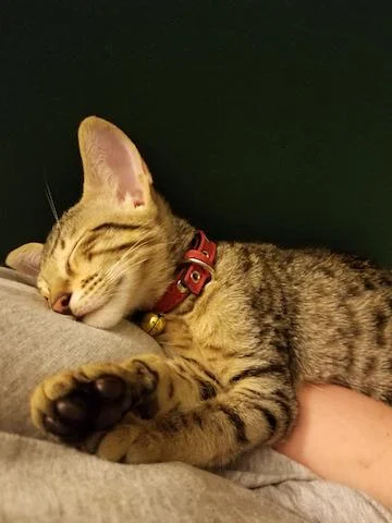 Babou all tuckered out