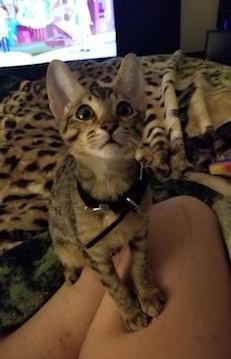 Babou playing with his new human