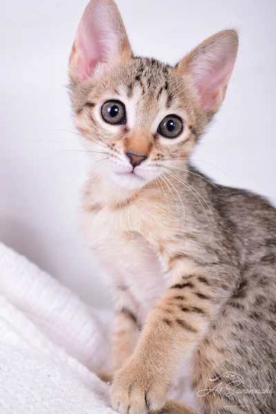 Clara - F6 SBT Savannah Female
