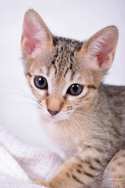 Clara - F6 SBT Savannah Female