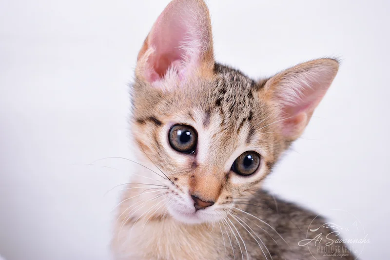 Clara - F6 SBT Savannah Female