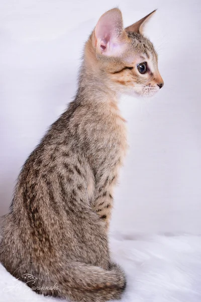 Clara - F6 SBT Savannah Female