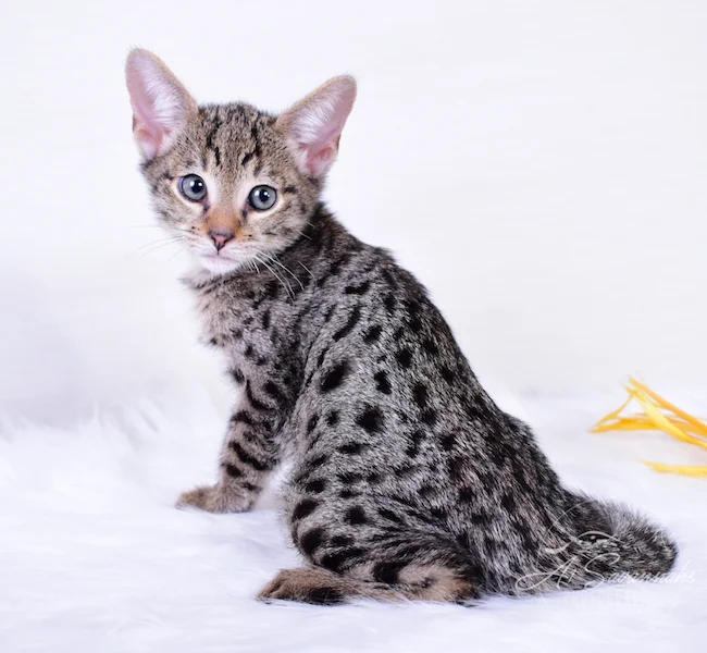 A1Savannahs Ivan F3 Savannah Male