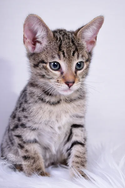 A1Savannahs Ivan F3 Savannah Male
