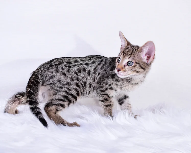 A1Savannahs Ivan F3 Savannah Male