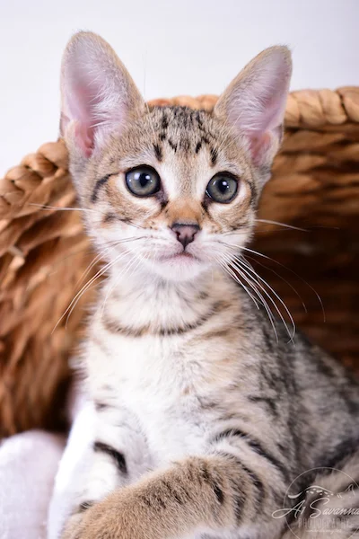 A1Savannahs Ivie F3 Savannah Female