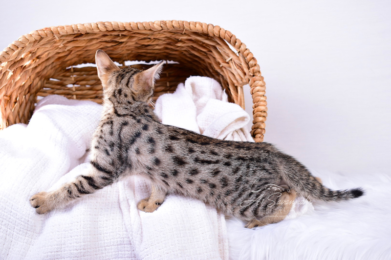 A1Savannahs Ivie F3 Savannah Female
