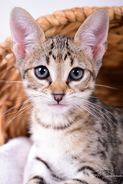 A1Savannahs Ivie F3 Savannah Female