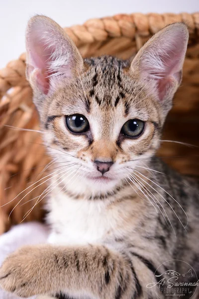 A1Savannahs Ivie F3 Savannah Female