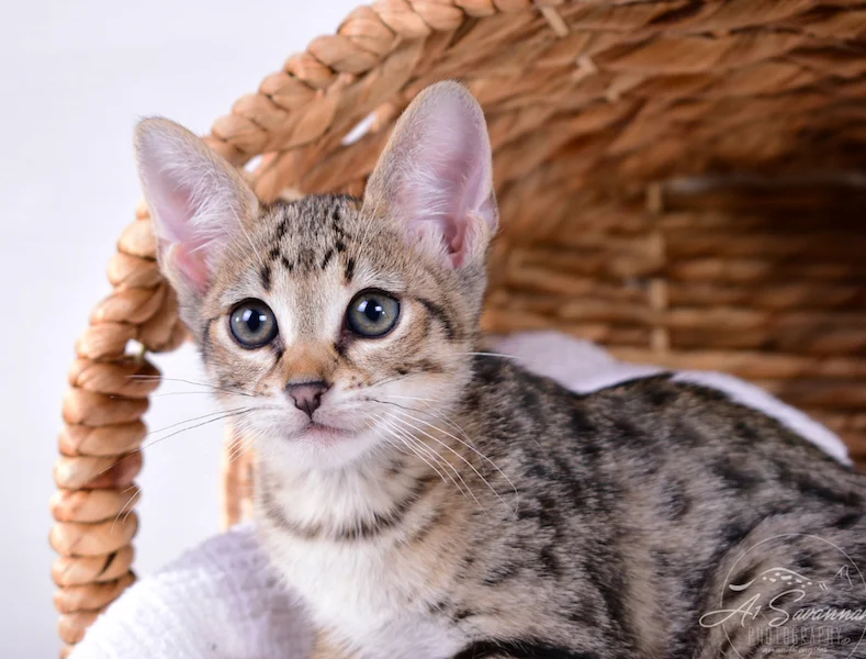 A1Savannahs Ivie F3 Savannah Female