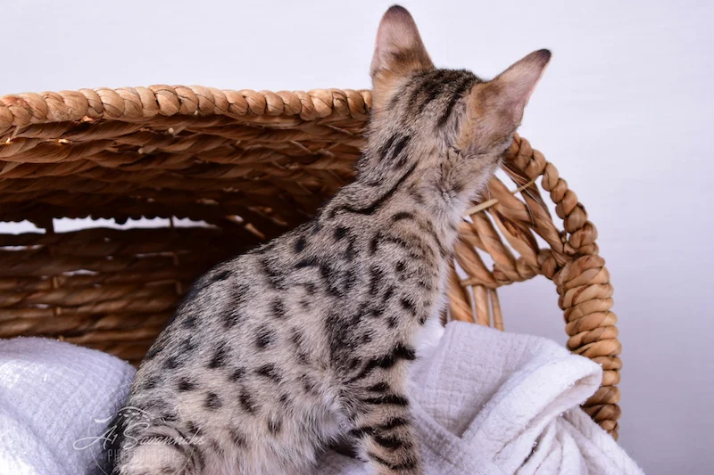 A1Savannahs Ivie F3 Savannah Female