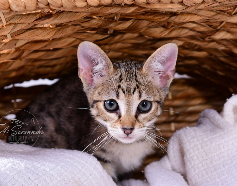 A1Savannahs Ivie F3 Savannah Female