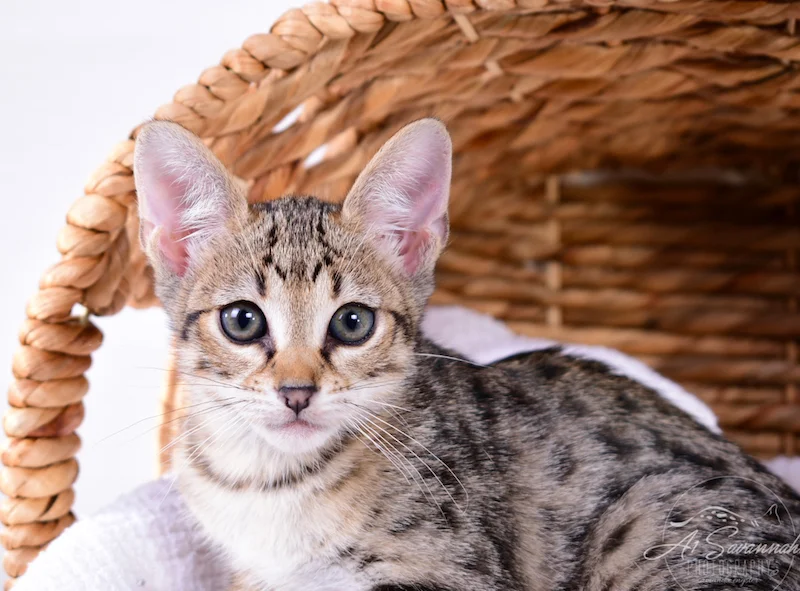 A1Savannahs Ivie F3 Savannah Female