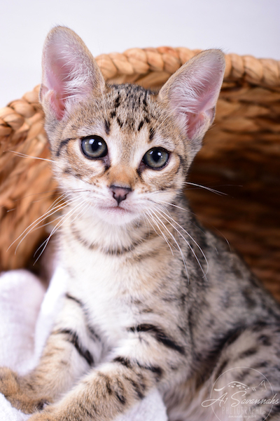 A1Savannahs Ivie F3 Savannah Female