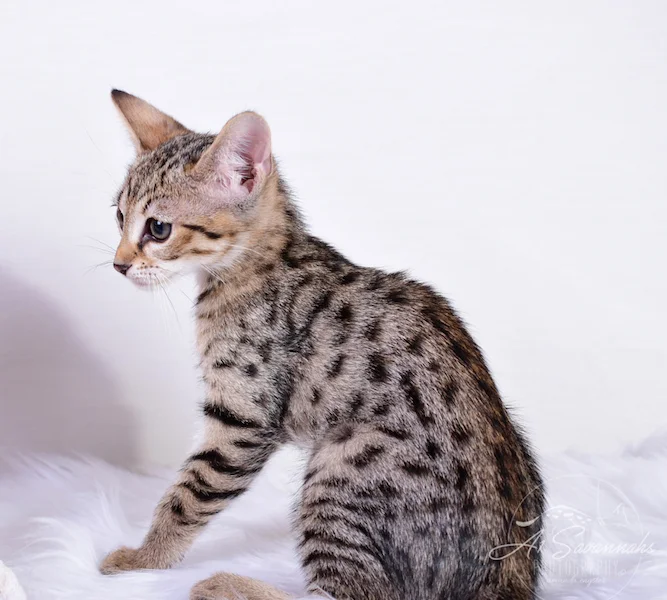 A1Savannahs Ivie F3 Savannah Female
