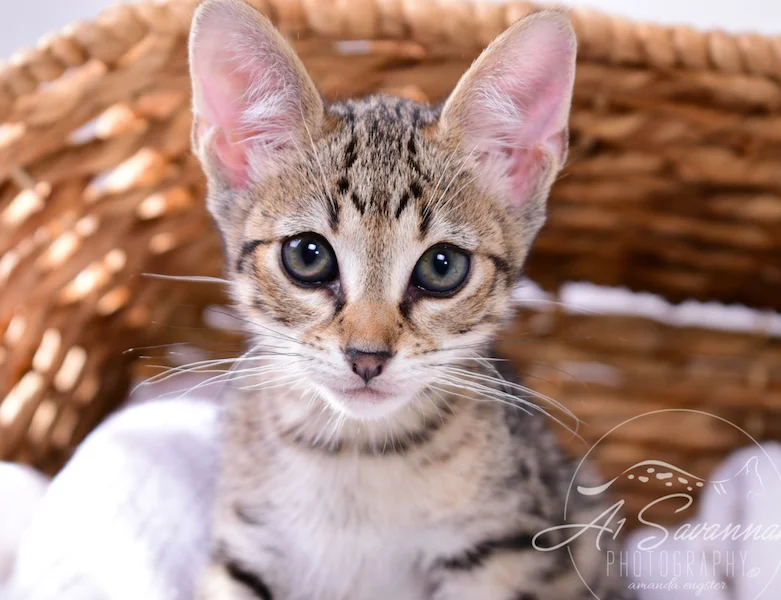 A1Savannahs Ivie F3 Savannah Female