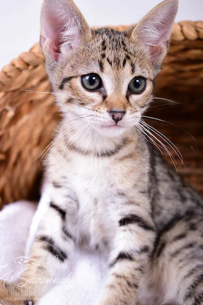 A1Savannahs Ivie F3 Savannah Female
