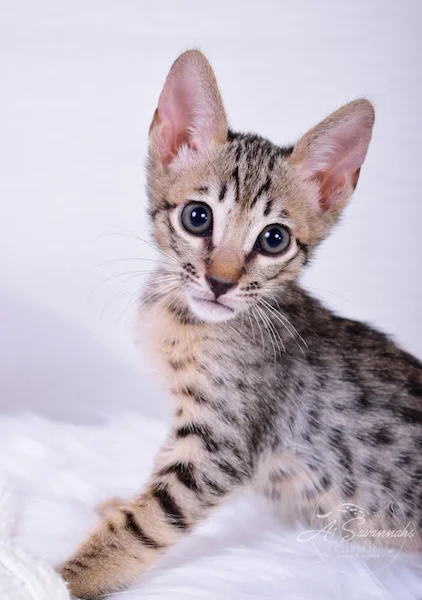 A1Savannahs Coby F6 SBT Savannah Male