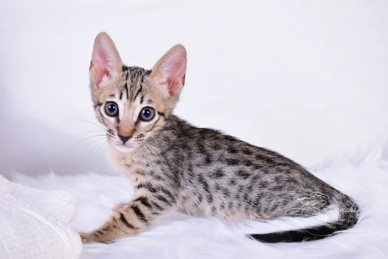 A1Savannahs Coby F6 SBT Savannah Male