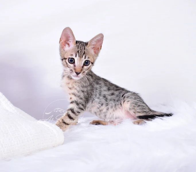 A1Savannahs Coby F6 SBT Savannah Male