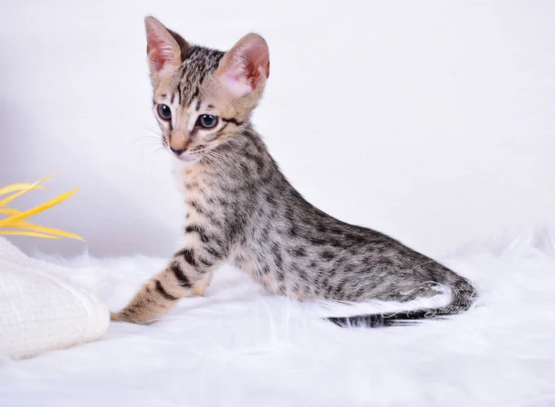 A1Savannahs Coby F6 SBT Savannah Male