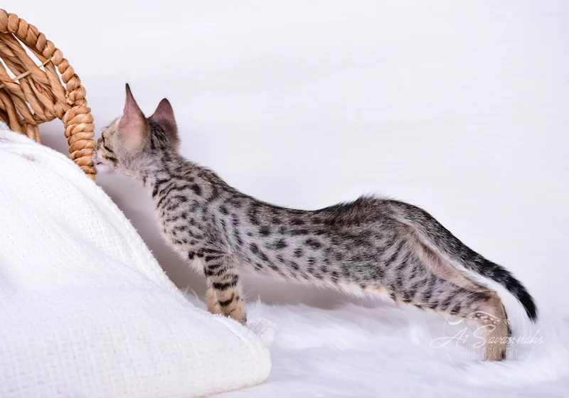A1Savannahs Coby F6 SBT Savannah Male