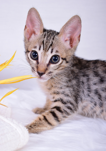 A1Savannahs Coby F6 SBT Savannah Male