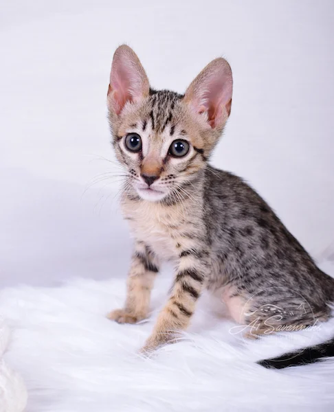 A1Savannahs Coby F6 SBT Savannah Male