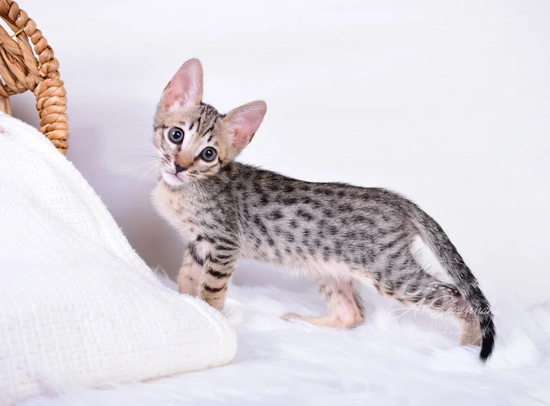 A1Savannahs Coby F6 SBT Savannah Male