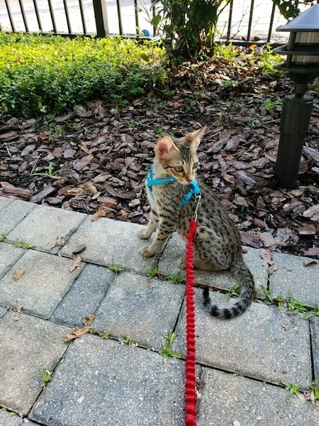 A1Savannahs SBT Sabrina going for a walk