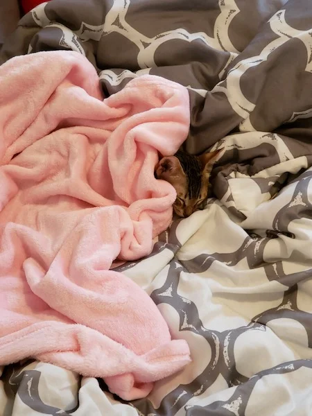 nap time in the blankets for A1Savannahs SBT Sabrina