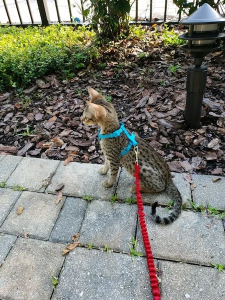 A1Savannahs SBT Sabrina enjoying the outside