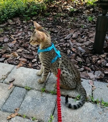 Leash training for SBT Sabrina