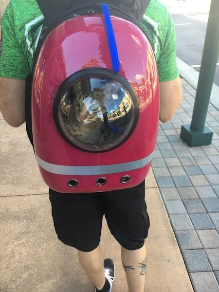 SBT Chet going for a walk in a cat backpack