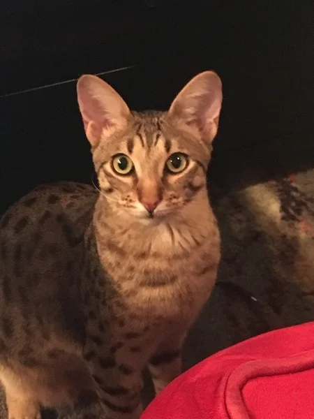 A1Savannahs SBT Chet posing for the camera