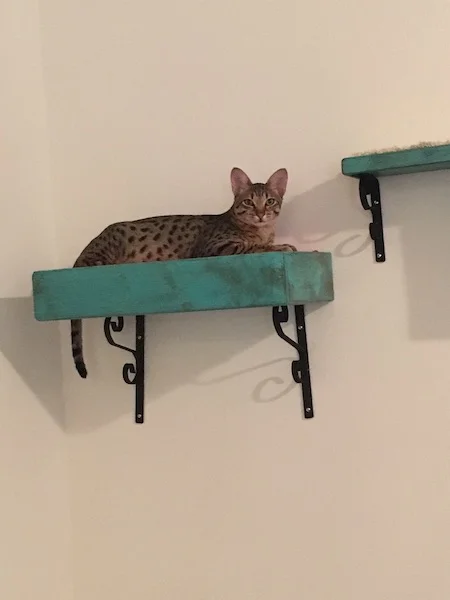 SBT Chet perched up on his shelf