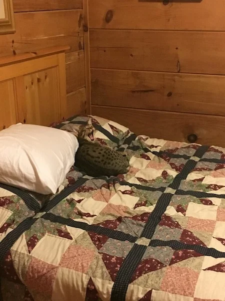 Nap time in bed for SBT Chet