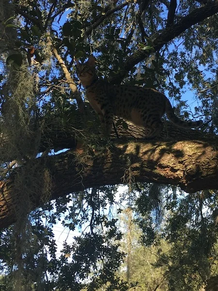 A1Savannahs SBT Chet loves to climb in trees