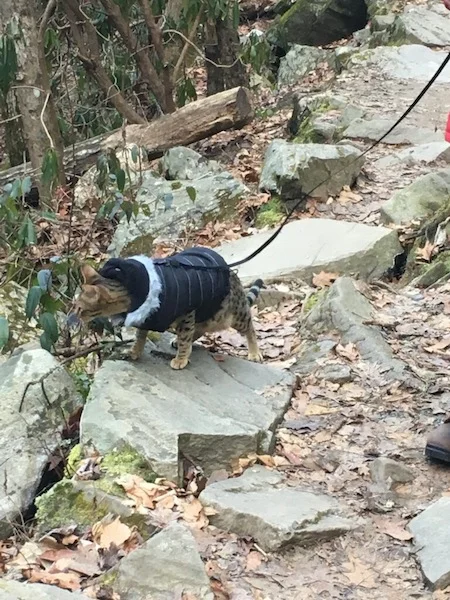 time for a nice stroll outside for SBT Chet