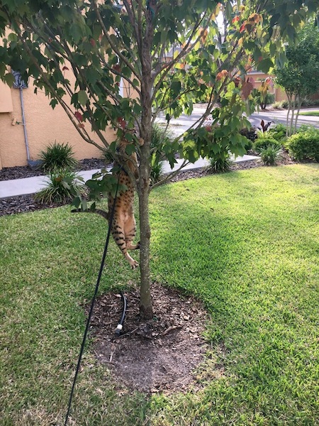 if there is a tree SBT Chet has to get in it