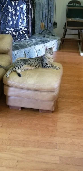 A1Savannahs SBT Chet lounging on the ottoman