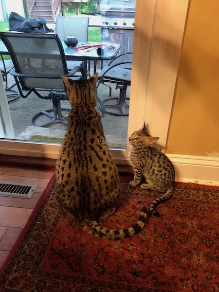 A1Savannahs F6 Coby just looking up at F2 Loki