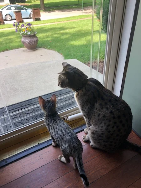 A1Savannahs F6 Coby is scanning the yard with big brother