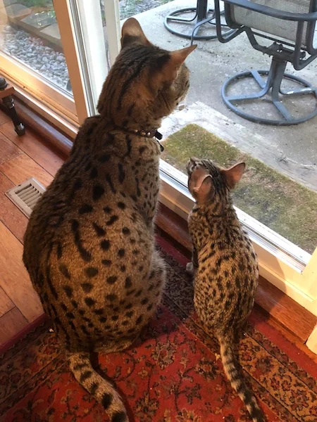 A1Savannahs F6 Coby just looking up at Loki